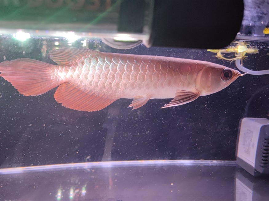 藍(lán)底古典金龍魚21cm評(píng)價(jià)一下