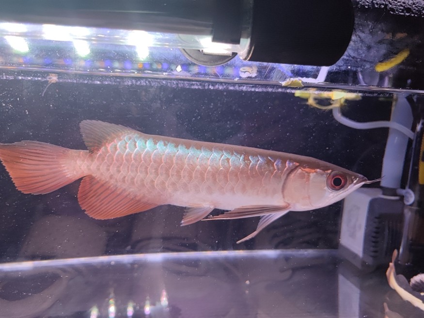 藍(lán)底古典金龍魚21cm評(píng)價(jià)一下