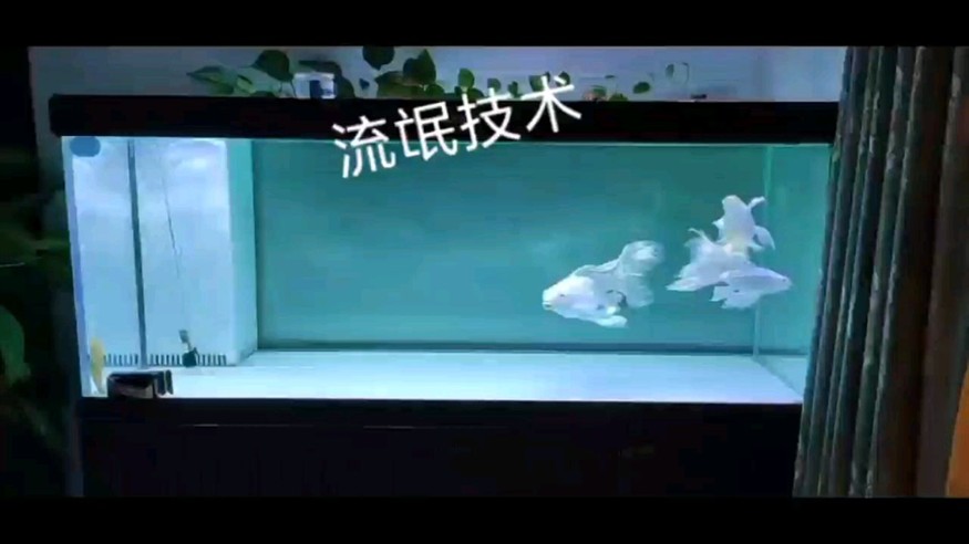 沒什么藻是一條清道夫解決不了的