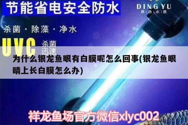 為什么銀龍魚眼有白膜呢怎么回事(銀龍魚眼睛上長白膜怎么辦) 為什么銀龍魚眼有白膜呢怎么回事(銀龍魚眼睛上長白膜怎么辦) 銀龍魚百科