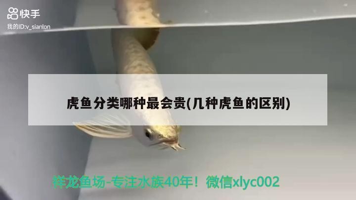虎魚分類哪種最會貴(幾種虎魚的區別)