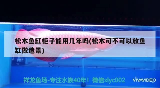 松木魚缸柜子能用幾年嗎(松木可不可以放魚缸做造景)
