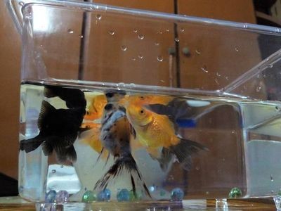 大蘇打可以直接放入養魚缸嗎視頻：大蘇打在養魚中的應用