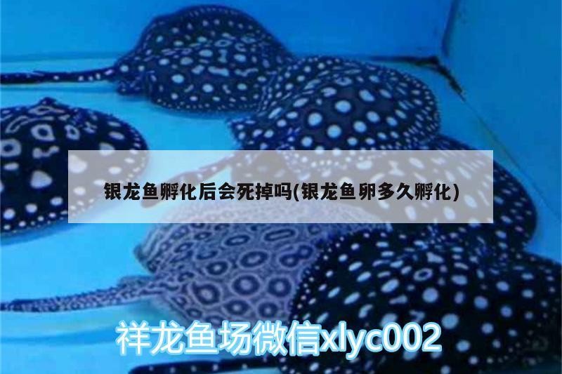 銀龍魚孵化后會死掉嗎(銀龍魚卵多久孵化)