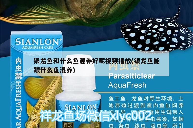 銀龍魚和什么魚混養好呢視頻播放(銀龍魚能跟什么魚混養) 銀龍魚和什么魚混養好呢視頻播放(銀龍魚能跟什么魚混養) 銀龍魚百科