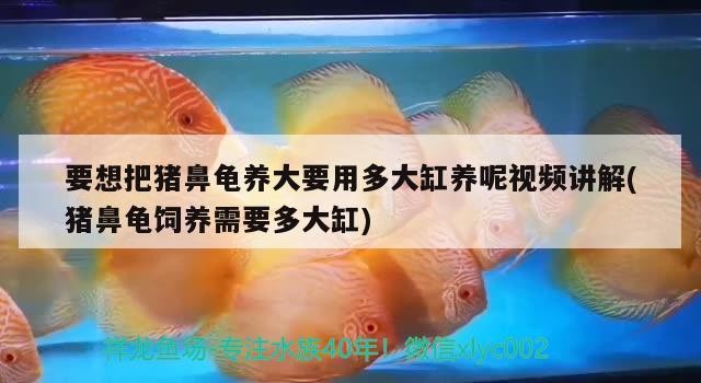 要想把豬鼻龜養(yǎng)大要用多大缸養(yǎng)呢視頻講解(豬鼻龜飼養(yǎng)需要多大缸)