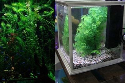 玻璃魚缸里種什么植物：適合種植在玻璃魚缸中的植物