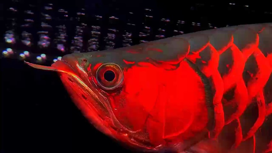 魚友們，打卡