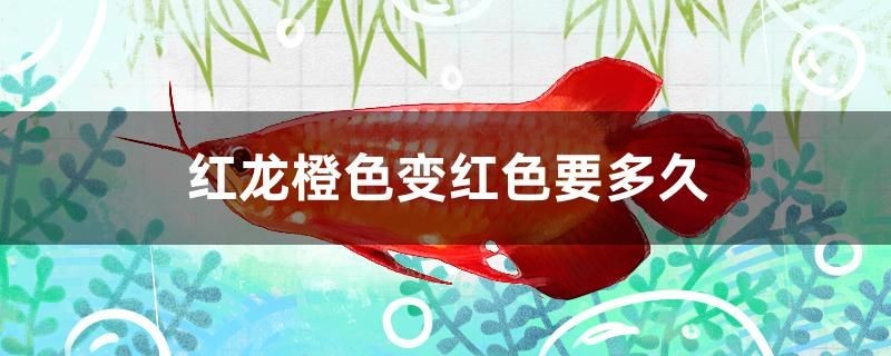 紅龍橙色變紅色要多久