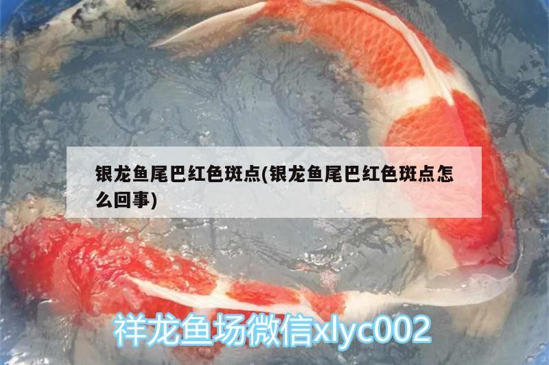 銀龍魚尾巴紅色斑點(銀龍魚尾巴紅色斑點怎么回事)