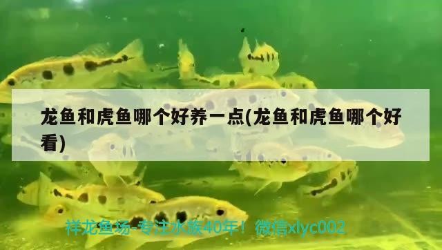 龍魚和虎魚哪個好養一點(龍魚和虎魚哪個好看)