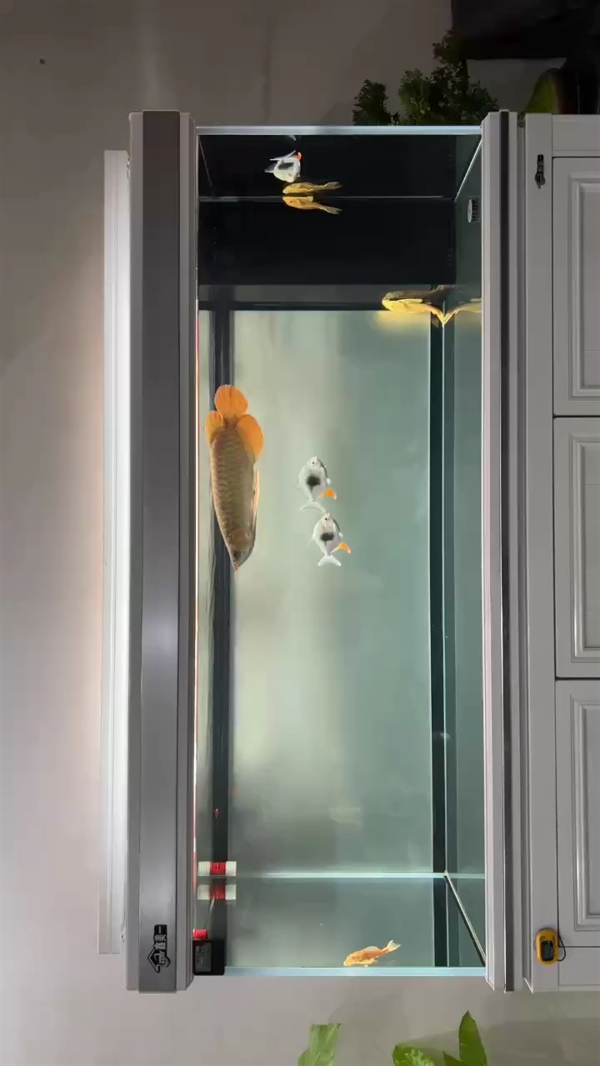 到家即將滿1個月 到家即將滿1個月 龍魚論壇