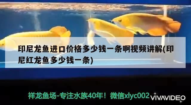 印尼龍魚進口價格多少錢一條啊視頻講解(印尼紅龍魚多少錢一條)