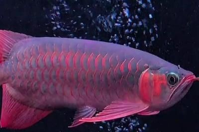 紅龍魚壁紙 豎屏：紅龍魚壁紙豎屏圖片