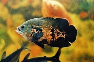 紅龍魚風水學:紅龍魚在風水中的應用 紅龍魚百科 第5張 紅龍魚風水學:紅龍魚在風水中的應用 紅龍魚風水學:紅龍魚在風水中的應用 紅龍魚百科 第5張