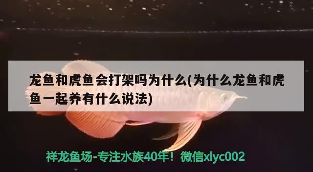 龍魚和虎魚會打架嗎為什么(為什么龍魚和虎魚一起養(yǎng)有什么說法)