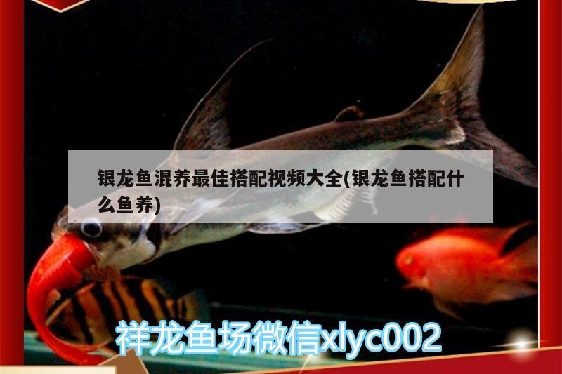 銀龍魚混養最佳搭配視頻大全(銀龍魚搭配什么魚養)