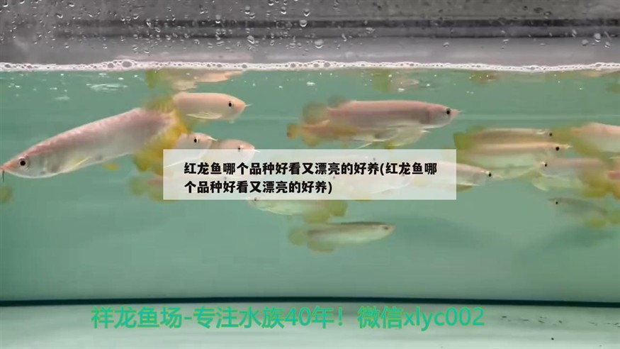 紅龍魚哪個(gè)品種好看又漂亮的好養(yǎng)(紅龍魚哪個(gè)品種好看又漂亮的好養(yǎng))