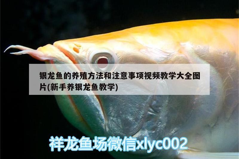 銀龍魚的養(yǎng)殖方法和注意事項視頻教學(xué)大全圖片(新手養(yǎng)銀龍魚教學(xué)) 銀龍魚的養(yǎng)殖方法和注意事項視頻教學(xué)大全圖片(新手養(yǎng)銀龍魚教學(xué)) 銀龍魚百科