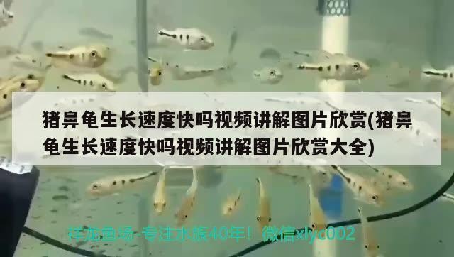 豬鼻龜生長速度快嗎視頻講解圖片欣賞(豬鼻龜生長速度快嗎視頻講解圖片欣賞大全) 豬鼻龜生長速度快嗎視頻講解圖片欣賞(豬鼻龜生長速度快嗎視頻講解圖片欣賞大全) 豬鼻龜百科