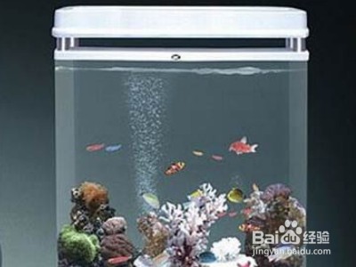 網(wǎng)上買的魚苗能養(yǎng)活嗎