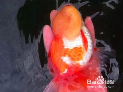 網(wǎng)上買的魚苗能養(yǎng)活嗎