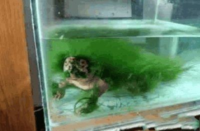 搬家送魚缸好不好：搬家送魚缸好不好取決于多個因素 搬家送魚缸好不好：搬家送魚缸好不好取決于多個因素 魚缸百科 第3張