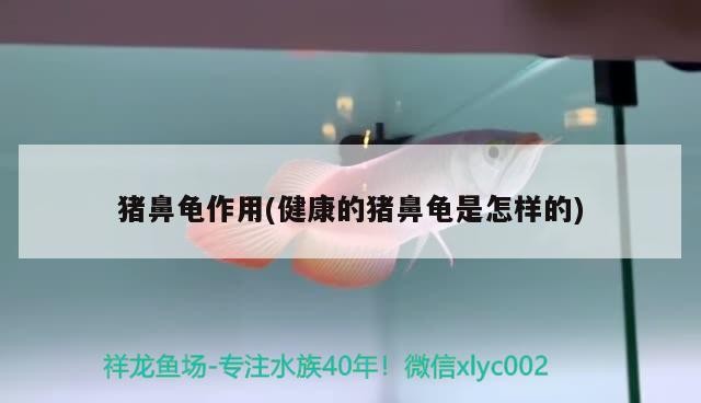 豬鼻龜作用(健康的豬鼻龜是怎樣的)