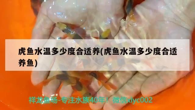 虎魚水溫多少度合適養(虎魚水溫多少度合適養魚)