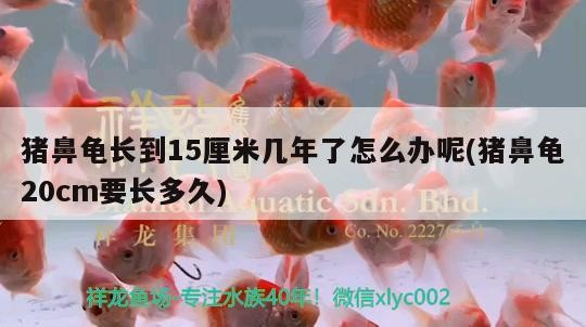 飼料 豬鼻龜長到15厘米幾年了怎么辦呢(豬鼻龜20cm要長多久) 豬鼻龜百科 豬鼻龜長到15厘米幾年了怎么辦呢(豬鼻龜20cm要長多久) 豬鼻龜長到15厘米幾年了怎么辦呢(豬鼻龜20cm要長多久) 豬鼻龜百科