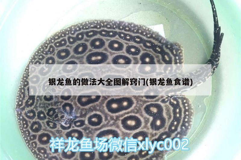 銀龍魚的做法大全圖解竅門(銀龍魚食譜)