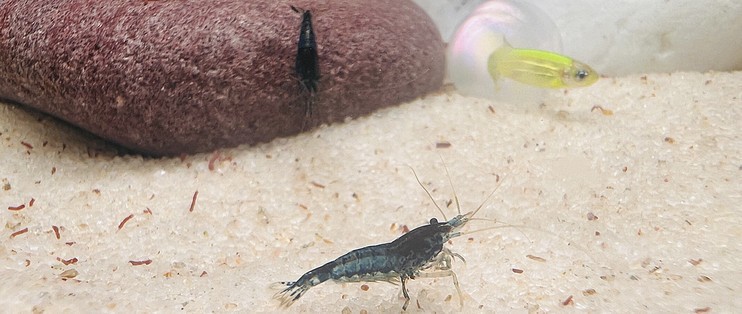 營口經濟技術開發區新花魚宮水族館（營口花鳥魚）