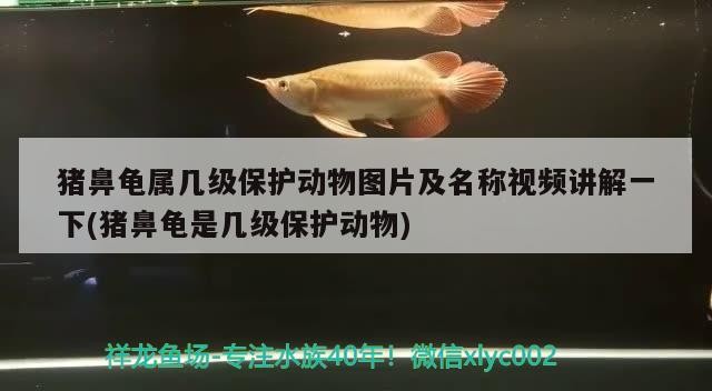 豬鼻龜屬幾級保護動物圖片及名稱視頻講解一下(豬鼻龜是幾級保護動物) 豬鼻龜屬幾級保護動物圖片及名稱視頻講解一下(豬鼻龜是幾級保護動物) 豬鼻龜百科