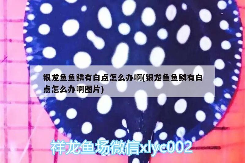 銀龍魚魚鱗有白點怎么辦啊(銀龍魚魚鱗有白點怎么辦啊圖片)