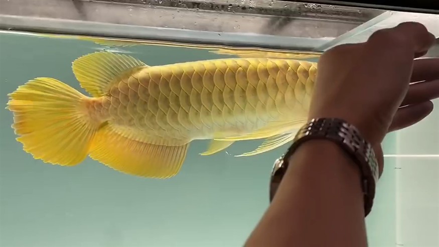 極品?大湖