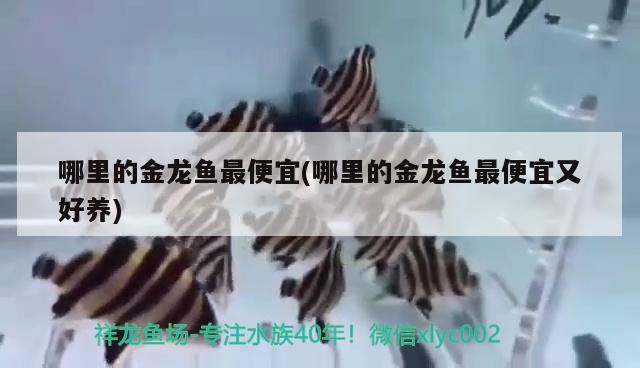 哪里的金龍魚最便宜(哪里的金龍魚最便宜又好養)