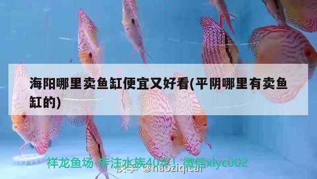海陽哪里賣魚缸便宜又好看(平陰哪里有賣魚缸的)