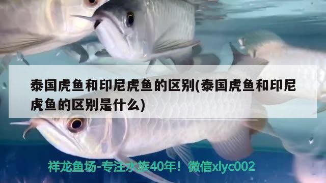 泰國(guó)虎魚和印尼虎魚的區(qū)別(泰國(guó)虎魚和印尼虎魚的區(qū)別是什么)