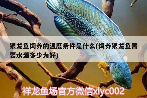 銀龍魚飼養的溫度條件是什么(飼養銀龍魚需要水溫多少為好)