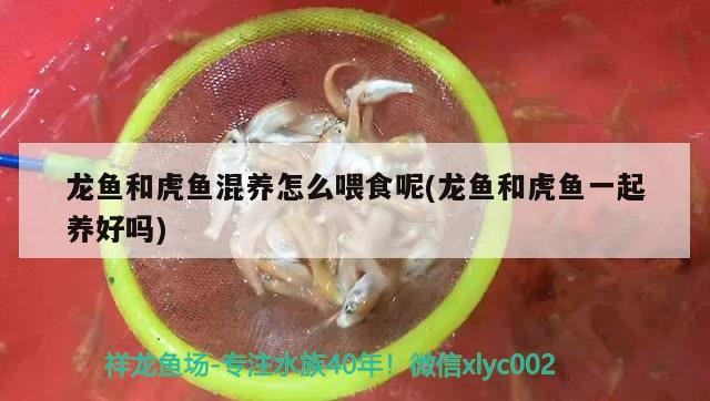 龍魚和虎魚混養怎么喂食呢(龍魚和虎魚一起養好嗎) 虎魚百科 第2張 龍魚和虎魚混養怎么喂食呢(龍魚和虎魚一起養好嗎) 龍魚和虎魚混養怎么喂食呢(龍魚和虎魚一起養好嗎) 虎魚百科 第2張