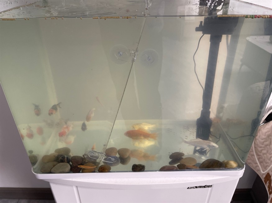 第一次養魚，有沒有老哥教一下怎么把這水弄清澈，怎么換水都是這樣渾 第一次養魚，有沒有老哥教一下怎么把這水弄清澈，怎么換水都是這樣渾 龍魚論壇 第2張