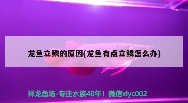 龍魚立鱗是什么樣子的