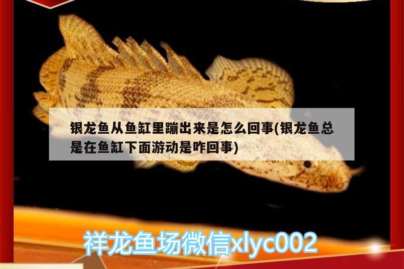 銀龍魚從魚缸里蹦出來是怎么回事(銀龍魚總是在魚缸下面游動是咋回事)