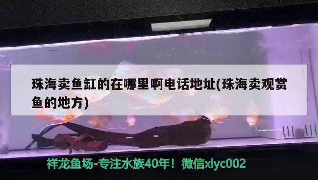 珠海賣魚缸的在哪里啊電話地址(珠海賣觀賞魚的地方)