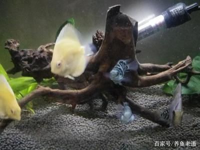 大洋的魚缸里有什么魚：大洋魚缸中可能包含了各種各樣的魚類可能包含了各樣的魚類