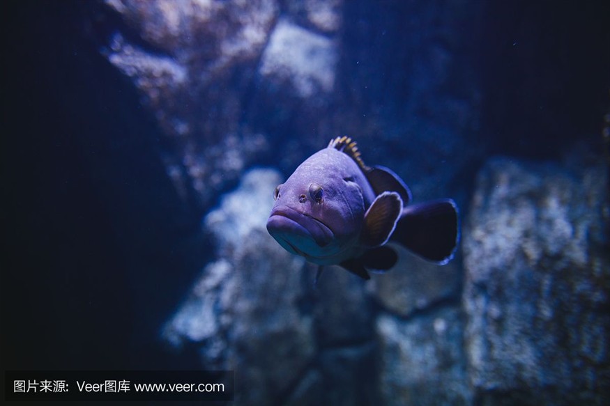 大洋的魚缸里有什么魚：大洋魚缸中可能包含了各種各樣的魚類可能包含了各樣的魚類
