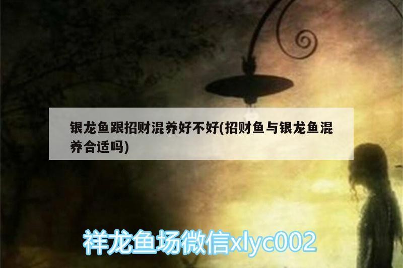 銀龍魚跟招財(cái)混養(yǎng)好不好(招財(cái)魚與銀龍魚混養(yǎng)合適嗎)