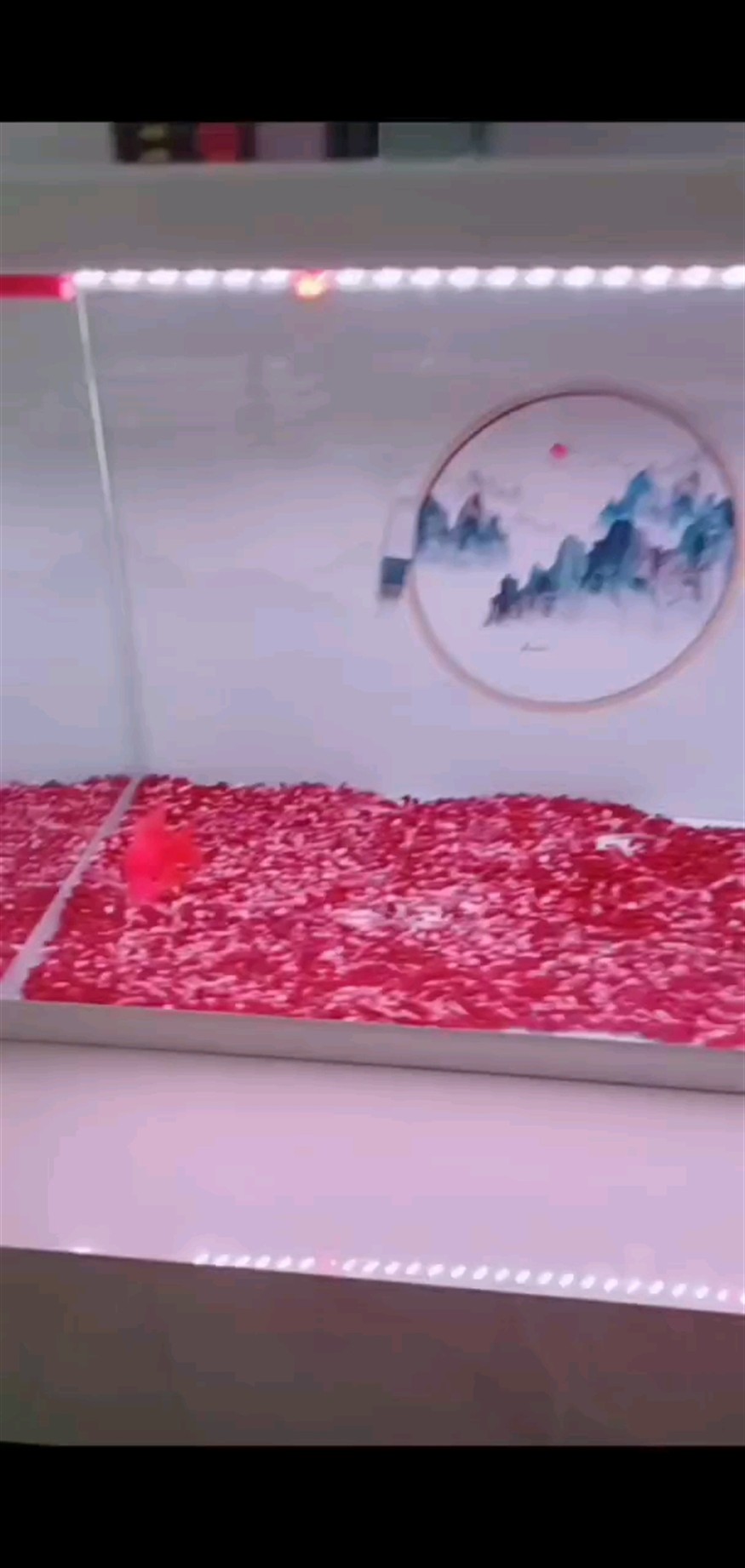 魚缸過濾器選購指南:自制魚缸過濾器魚缸上置過濾器對于養魚愛好者的必備知識 十六天 龍魚論壇 十六天 十六天 龍魚論壇