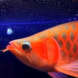紅龍不紅虎魚不高身片子不大點 紅龍不紅虎魚不高身片子不大點 虎魚百科 第1張