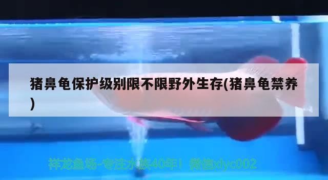 豬鼻龜保護(hù)級(jí)別限不限野外生存(豬鼻龜禁養(yǎng))